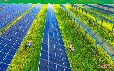 光伏花海醉游人 能源變革與生態(tài)之美和諧共生